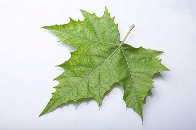 视觉小说《新宿葬命》宣布延期至4月12日 开场动画公开